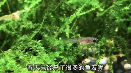 觀賞魚苗期餌料選擇指南：觀賞魚苗期選擇正確的餌料很重要 觀賞魚百科 第1張