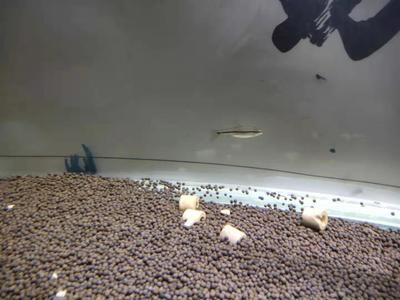 觀賞魚苗期餌料選擇指南：觀賞魚苗期選擇正確的餌料很重要 觀賞魚百科 第5張