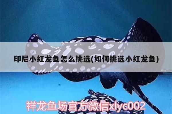 印尼小紅龍魚怎么挑選：印尼小紅龍魚挑選技巧 紅龍魚百科 第2張