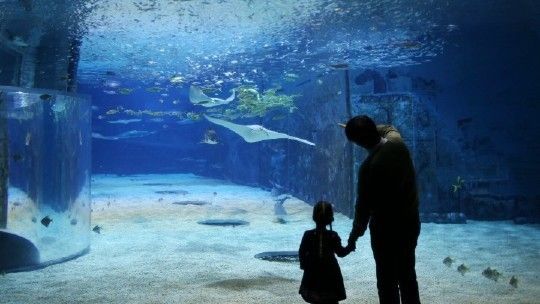 水族館哪個地方的好一點：上海海洋奇夢海洋奇夢館，北京海洋館是一座巨大的海螺型建筑 水族館百科（水族館加盟） 第3張