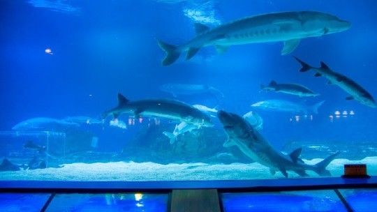 水族館哪個地方的好一點：上海海洋奇夢海洋奇夢館，北京海洋館是一座巨大的海螺型建筑 水族館百科（水族館加盟） 第2張