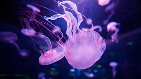 水族館哪個地方的好一點：上海海洋奇夢海洋奇夢館，北京海洋館是一座巨大的海螺型建筑 水族館百科（水族館加盟） 第4張