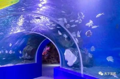 水族館哪個地方的好一點：上海海洋奇夢海洋奇夢館，北京海洋館是一座巨大的海螺型建筑 水族館百科（水族館加盟） 第5張