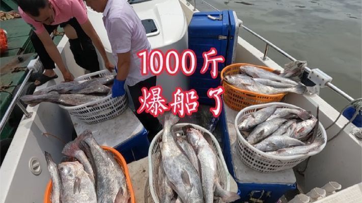 魟魚(yú)飽腹后多久排便：如何判斷魟魚(yú)飽腹后多久排便 魟魚(yú)百科 第4張