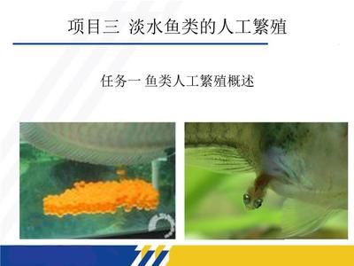 觀賞金龍魚的贊美句子簡短一點：金龍魚為什么會發(fā)出金色的光芒？ 水族問答 第2張