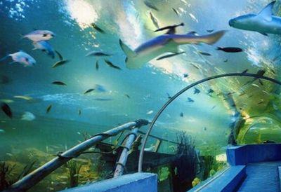 水族館要預(yù)約嗎：上海海洋水族館是否需要預(yù)約 水族館百科（水族館加盟） 第4張