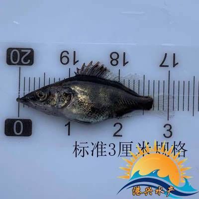 觀賞金龍魚能吃嗎：觀賞金龍魚可以吃嗎？ 水族問答 第1張