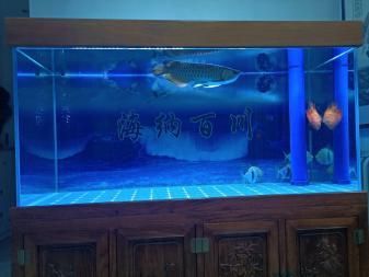 銀板魚混養(yǎng)魚缸空間要求：關于銀板魚混養(yǎng)時的魚缸空間要求