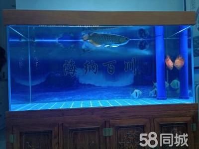 銀板魚混養(yǎng)魚缸空間要求：關(guān)于銀板魚混養(yǎng)時(shí)的魚缸空間要求 魚缸百科 第3張