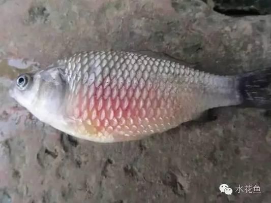 觀賞龍魚：觀賞龍魚在魚缸中通常被放置在哪個(gè)位置？ 水族問答 第1張