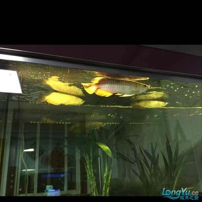 龍魚適合的水族箱布置：龍魚水族箱如何布置 龍魚百科 第3張