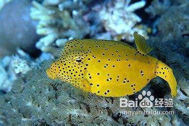 觀賞魚幼魚飼料營養(yǎng)標準：觀賞魚幼魚飼料營養(yǎng)標準研究 觀賞魚百科 第2張