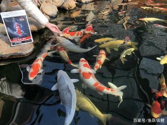 觀賞魚幼魚飼料營養(yǎng)標準：觀賞魚幼魚飼料營養(yǎng)標準研究 觀賞魚百科 第3張