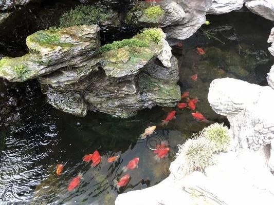 觀賞魚幼魚飼料營養(yǎng)標準：觀賞魚幼魚飼料營養(yǎng)標準研究 觀賞魚百科 第4張