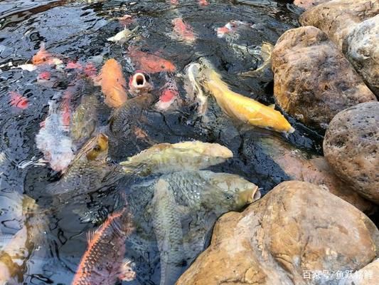 觀賞魚幼魚飼料營養(yǎng)標準：觀賞魚幼魚飼料營養(yǎng)標準研究 觀賞魚百科 第5張