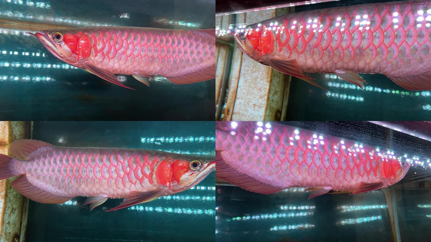 BTL紅龍魚：btl紅龍魚市場價格趨勢