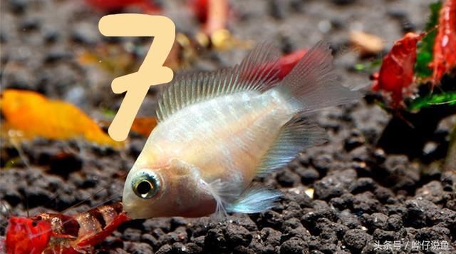 觀賞龍魚好養(yǎng)嗎：關(guān)于龍魚飼養(yǎng)的幾個(gè)問題 水族問答 第1張