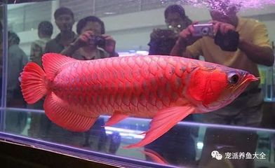 天價(jià)紅龍魚500萬是真的嗎：天價(jià)紅龍魚市場價(jià)格波動趨勢如何鑒別高品質(zhì)紅龍魚 紅龍魚百科 第4張