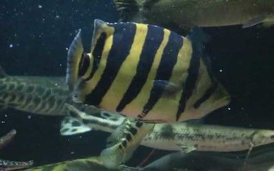 小型魟魚水族箱設計：小型魟魚水族箱的設計 魟魚百科 第2張