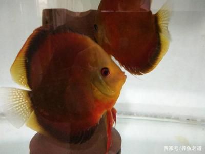 觀賞魚繁殖水溫控制技巧：觀賞魚的繁殖水溫控制對(duì)于保證魚類健康和提高繁殖成功率至關(guān)重要 觀賞魚百科 第3張