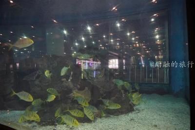 水族館一般養(yǎng)什么魚：水族館中常見的觀賞魚 水族館百科（水族館加盟） 第4張