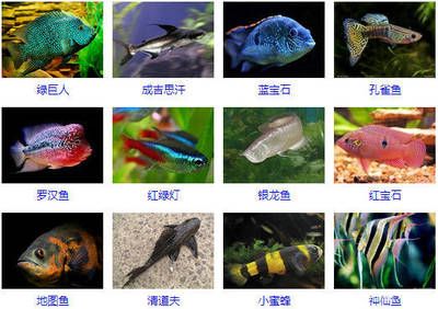 孔雀龍魚水質(zhì)管理技巧：孔雀魚水質(zhì)管理技巧 龍魚百科 第4張