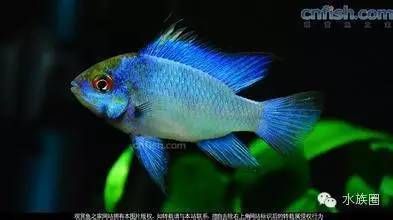 熱帶觀賞魚(yú)品種比較：幾種熱帶觀賞魚(yú)品種介紹 觀賞魚(yú)百科 第2張