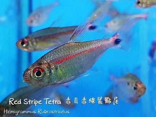 熱帶觀賞魚(yú)品種比較：幾種熱帶觀賞魚(yú)品種介紹 觀賞魚(yú)百科 第3張