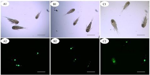 觀賞魚疫病檢測(cè)方法：觀賞魚疫病檢測(cè)方法和注意事項(xiàng)，觀賞魚疫病檢測(cè)方法 觀賞魚百科 第3張