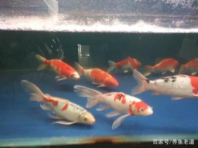 如何改善觀賞魚(yú)的水質(zhì)環(huán)境：觀賞魚(yú)水草選擇指南，觀賞魚(yú)水質(zhì)改善誤區(qū)，觀賞魚(yú)水質(zhì)調(diào)節(jié)技巧 觀賞魚(yú)百科 第5張