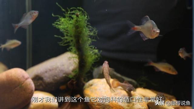 純血BD魟魚培育方法：純血bd魟魚培育方法