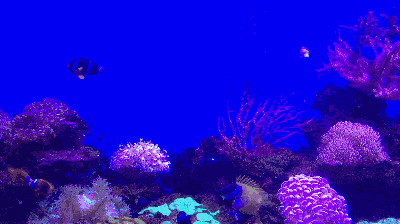 水族館主題動態(tài)屏保：水族館動態(tài)屏保的優(yōu)勢 水族館百科（水族館加盟） 第5張