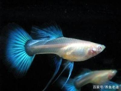 觀賞魚飼料自制常見(jiàn)問(wèn)題：自制觀賞魚飼料常見(jiàn)病害預(yù)防觀賞魚飼料常見(jiàn)病害預(yù)防