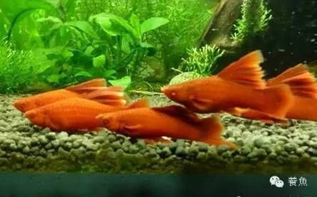 觀賞魚飼料自制常見問題：自制觀賞魚飼料常見病害預(yù)防觀賞魚飼料常見病害預(yù)防 觀賞魚百科 第5張