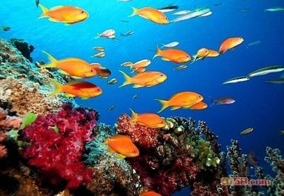 水族館加盟店有哪些品牌名稱：水族館加盟成功率如何水族館加盟成功率如何 水族館百科（水族館加盟） 第4張