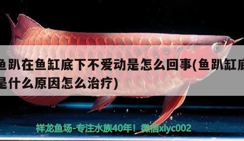 觀賞銀龍魚(yú)可以吃嗎：銀龍魚(yú)可以吃嗎，銀龍魚(yú)對(duì)健康有什么影響嗎 水族問(wèn)答 第2張