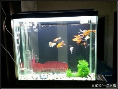 觀賞魚適宜的pH值范圍：觀賞魚ph值偏高如何處理 觀賞魚百科 第5張