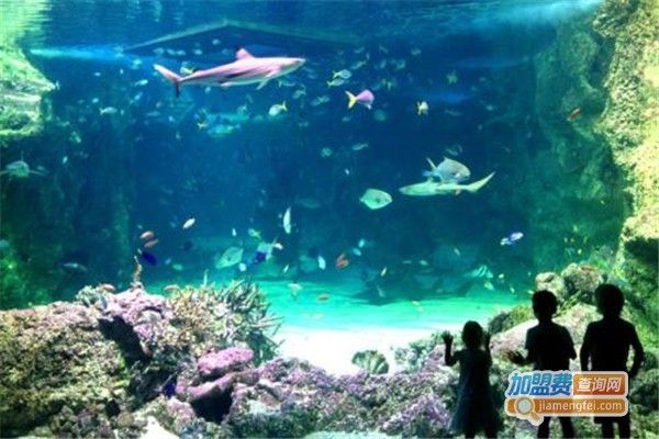 水族館加盟店賺錢(qián)嗎知乎怎么樣：水族館加盟店是否值得投資，水族館特色項(xiàng)目案例分享 水族館百科（水族館加盟） 第1張