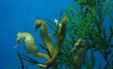 新余水族館：新余國家館，南昌海洋館，南昌海洋公園 全國觀賞魚市場 第3張