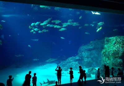 水族館的英文是什么：水族展覽中心或水生動(dòng)物園是一個(gè)展示和保護(hù)水生生物的設(shè)施 水族館百科（水族館加盟） 第3張