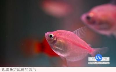 觀賞魚爛尾病的治療方法：觀賞魚爛尾病的治療方法：孔雀石綠藥浴的操作步驟 觀賞魚百科 第5張