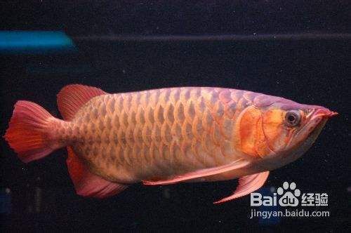 觀賞魚疾病預(yù)防指南：關(guān)于觀賞魚疾病的預(yù)防指南