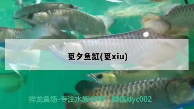 覓夕魚缸：關(guān)于覓山海斗魚缸的推薦 魚缸百科 第2張