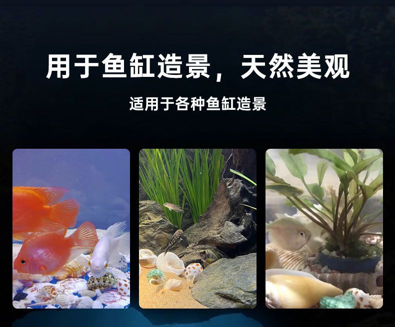 魚缸珊瑚造型：適合珊瑚造景的魚類推薦,魚缸珊瑚造型的清潔技巧 魚缸百科 第5張