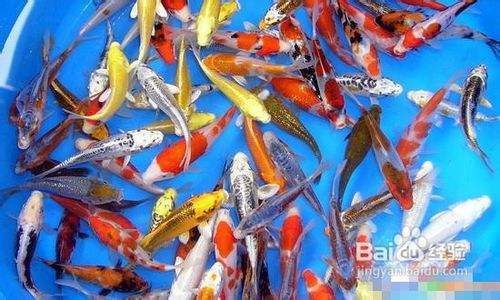 觀賞魚龍魚價格多少合適養(yǎng)：-龍魚價格如何確定才合適，如何正確飼養(yǎng)龍魚 水族問答 第2張