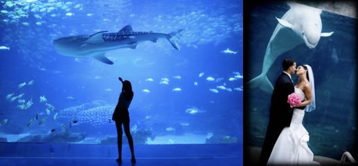 水族館生意怎么樣好做嗎：水族館的發(fā)展前景 水族館百科（水族館加盟） 第3張