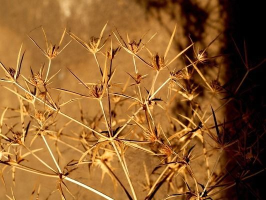 生物濾材對(duì)金龍魚的影響：如何判斷生物濾材對(duì)金龍魚水族箱的影響 金龍魚百科 第5張