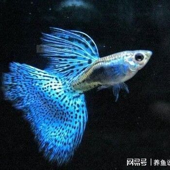 觀賞魚(yú)進(jìn)口政策變化趨勢(shì)：中國(guó)觀賞魚(yú)進(jìn)口政策變化 觀賞魚(yú)百科 第5張