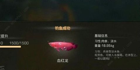 明日之后血紅龍魚用什么魚餌：明日之后矛斯沼澤釣魚攻略血紅龍魚最佳釣點(diǎn)推薦 紅龍魚百科 第2張