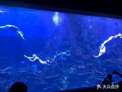 水族館里有什么種類的魚：水族館中常見的魚類種類繁多涵蓋了從小型熱帶魚到大型海洋生物 水族館百科（水族館加盟） 第5張